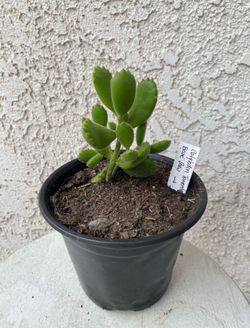 6 Inch Pot Succulent Plant - Bear Paw - Cotyledon Tomentosa - Rooted & Established - 🪴- Drought Resistant