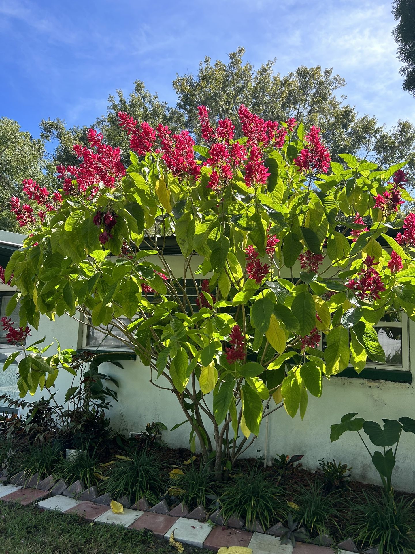 Brazilian Red Cloak (3) Cuttings All Rooted