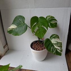 Variegated Monstera Albo