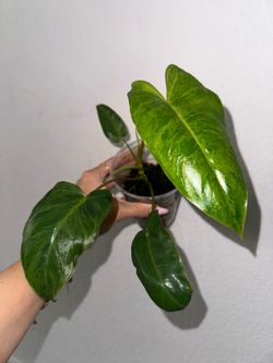 Philodendron Paraiso Verde