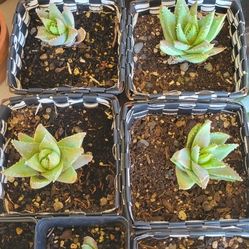 Aloe Brevifolia  1ct.