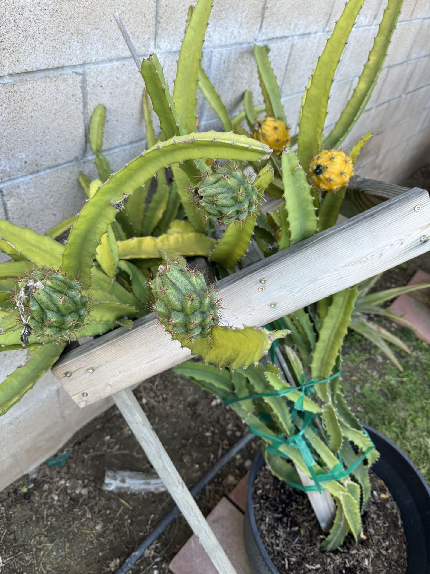 DRAGON FRUIT 'Ecuador Palora'