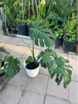 Monstera
