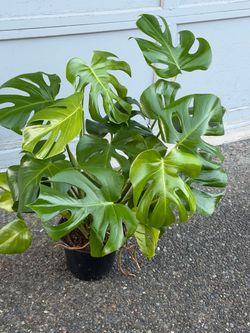 Monstera Delisiosa