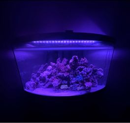 92 gallons aquarium
