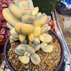 Succulents Plants Cotyledon Orbiculata Variegated Round Leaf Pick Up In Upland 