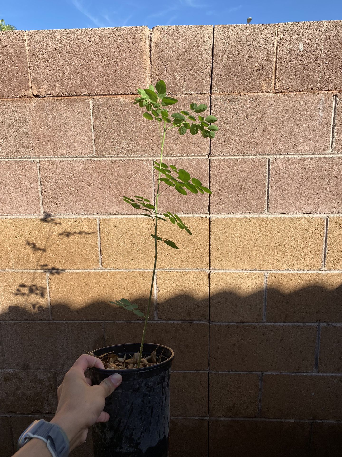 Malunggay plant for Sale in Avondale, AZ OfferUp