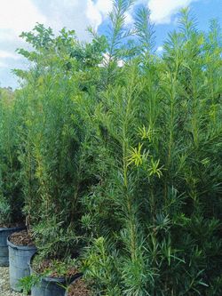 Podocarpus privacy hedge plants 15gl $45