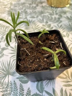 Mother Of Millions Starts