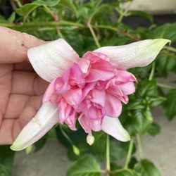Fucsia Blooming Big Flowers , In 12 Inch Hanging Pot Pick Up Only