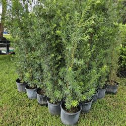 podocarpus About 6 feet tall Instant Privacy Hedge