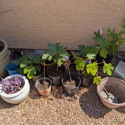 Rooted Fig Cuttings