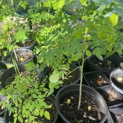 Moringa Trees