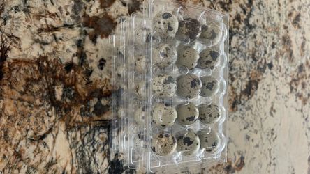 Quail Fresh Eggs Take These 60 Eggs For $15