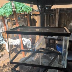 For Lizard, fish or other