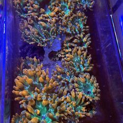 decoration Corals