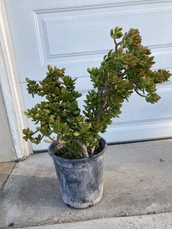 Jade Gollum Succulent Tree