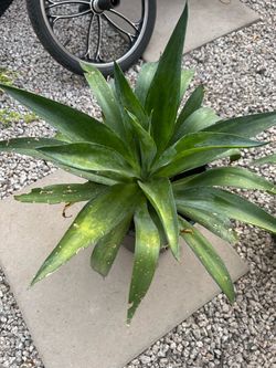 Agaves and Aloe