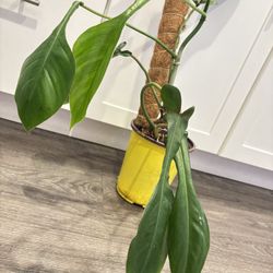 Big Philodendron Joeppi 