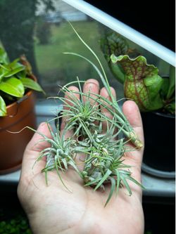 Adopt a set of air plants live plants