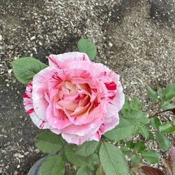 Rose Bush