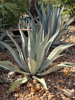 Agave Plants ( all size) $5
