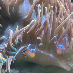 Colorado Sunburst Anemone - Saltwater Corals 