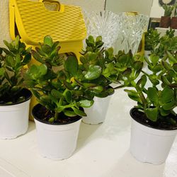♥️Lucky Jade Live Plant👉ONLY MSG When You Ready To Pickup PLEASE $10 EACH