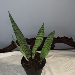 14” Snake Plant 