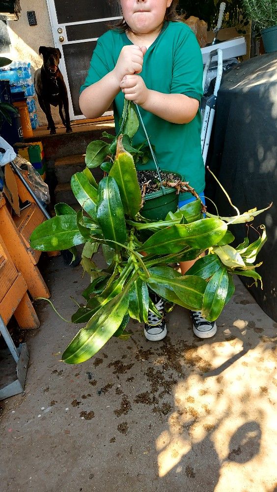 Hanging Carnivorous Picher Plant Nepenthes