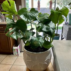 Monstera Houseplant In Ceramic Pot Big! 
