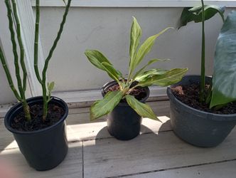 3 Real Plants For $20