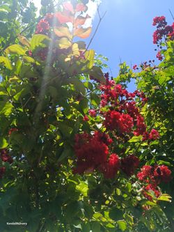 Beautiful Red Crape Myrtle Tree 25gl $200🏡❤️