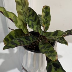 Calathea Rattlesnake 