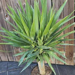 Yucca plant 3 gallons pot live plants