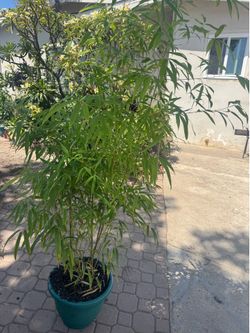 Golden bamboo 6ft