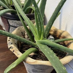 Aloe Vera Plant (With Flowerpot) 