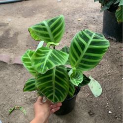 Plants