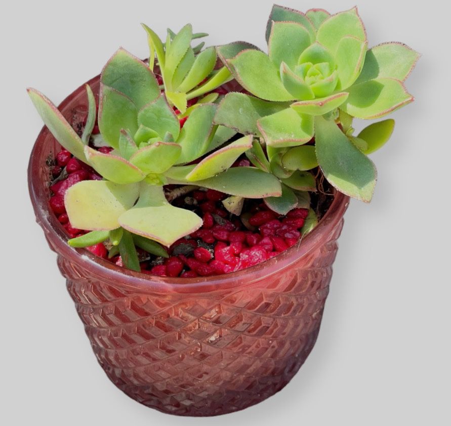 Succulent In Red Glass