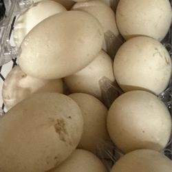 Duck eggs