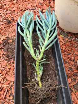 Blue chalk senecio succulent plant