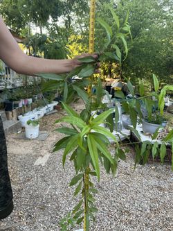 Planta 
