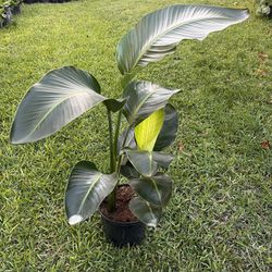 BIRD OF PARADISE PLANT Triple ( 3 gallon pot - Indoor Air Purifying) Bold, Elegant
