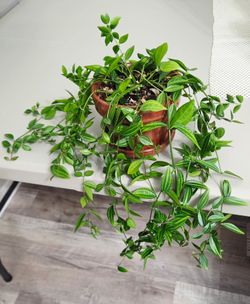 Beetle Plant