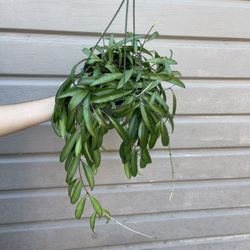 6” Hoya Wayetti 