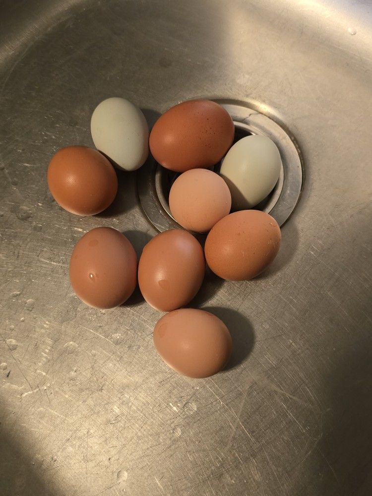 Fresh Organic Eggs - See Description