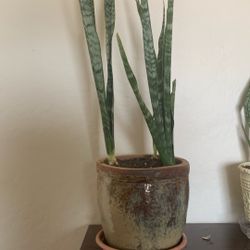 Snake plant