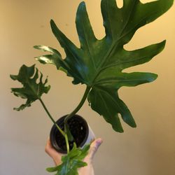 Philodendron Selloum- Yes It’s Available 