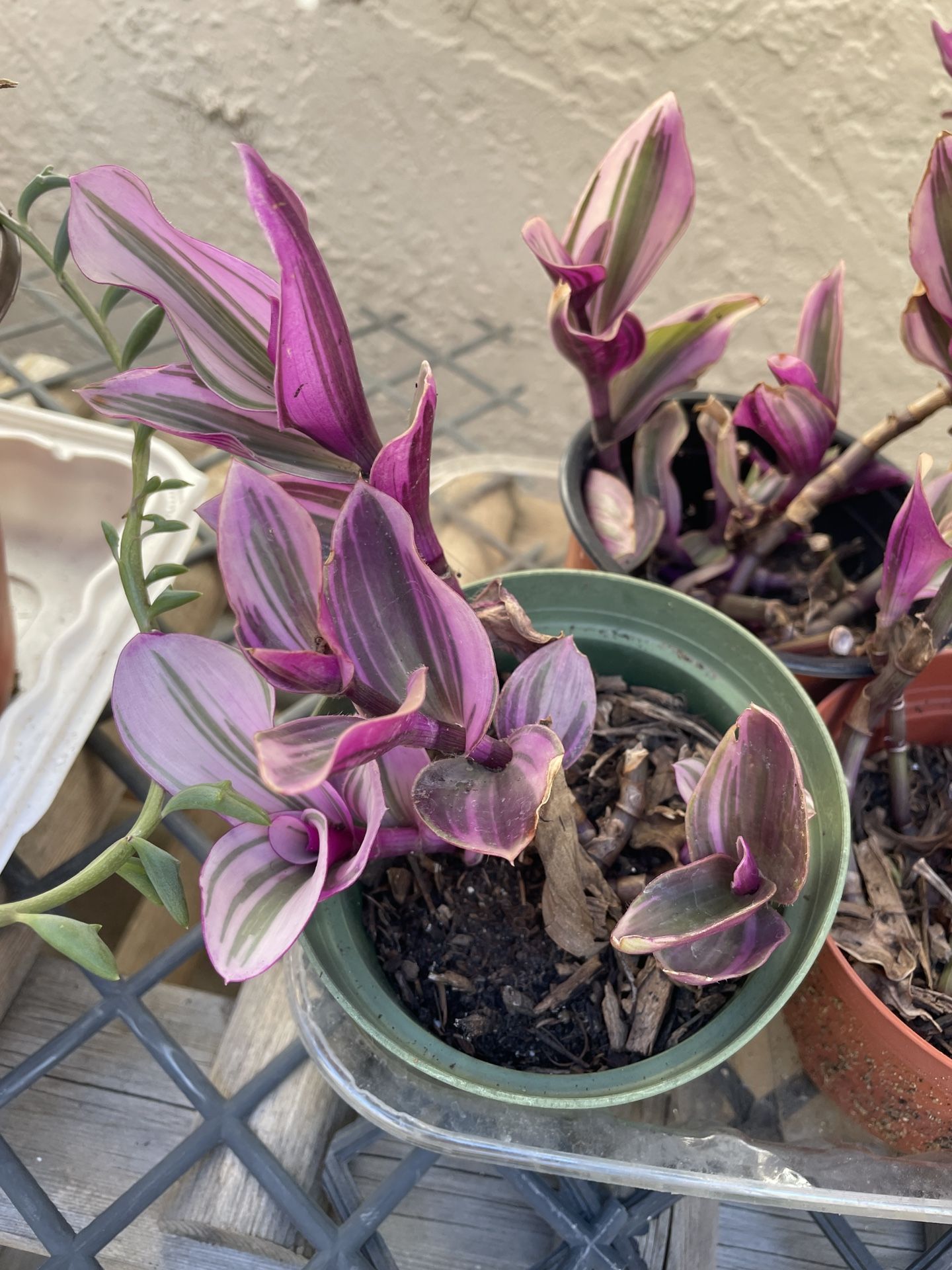 4in Pot Tradescantia Nanouk Plant