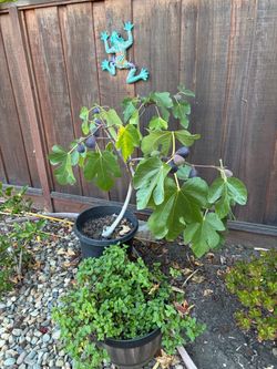 FIG TREE
